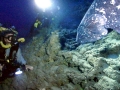 Coelacanth