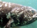 Coelacanth