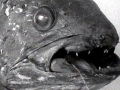 Coelacanth