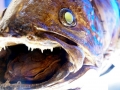 Coelacanth