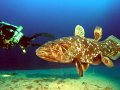 Coelacanth