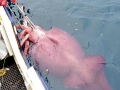 Colossal Squid