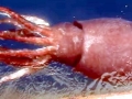 Colossal Squid
