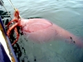 Colossal Squid