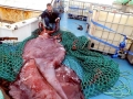 Colossal Squid