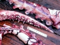 Colossal Squid