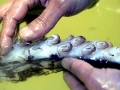Colossal Squid