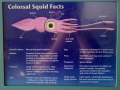 Colossal Squid