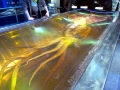 Colossal Squid