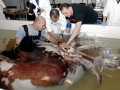 Colossal Squid