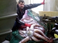 Colossal Squid