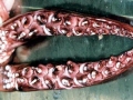 Colossal Squid