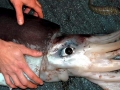 Colossal Squid