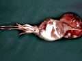 Colossal Squid