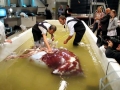 Colossal Squid