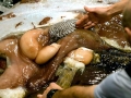 Colossal Squid