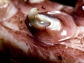 Colossal Squid