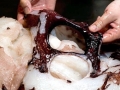 Colossal Squid