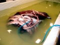 Colossal Squid
