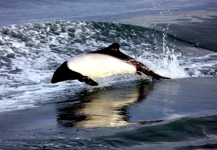 Commerson's Dolphin