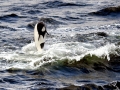 Commerson's Dolphin