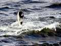 Commerson's Dolphin