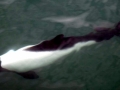 Commerson's Dolphin