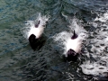 Commerson's Dolphin