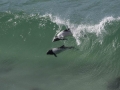 Commerson's Dolphin