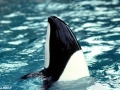 Commerson's Dolphin
