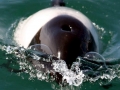 Commerson's Dolphin