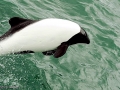 Commerson's Dolphin