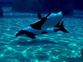 Commerson's Dolphin