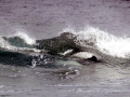 Commerson's Dolphin