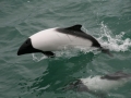 Commerson's Dolphin