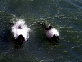 Commerson's Dolphin