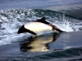 Commerson's Dolphin