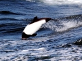 Commerson's Dolphin