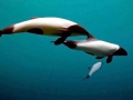 Commerson's Dolphin