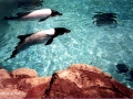 Commerson's Dolphin