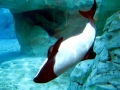Commerson's Dolphin