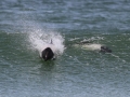 Commerson's Dolphin