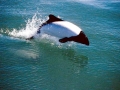 Commerson's Dolphin