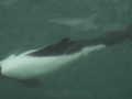 Commerson's Dolphin