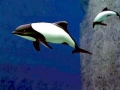 Commerson's Dolphin