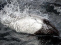 Commerson's Dolphin