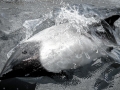 Commerson's Dolphin