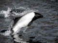 Commerson's Dolphin