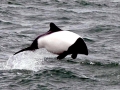 Commerson's Dolphin