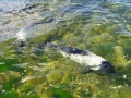 Commerson's Dolphin